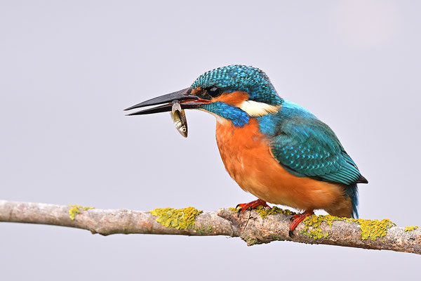 Eisvogel