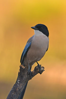 Blauelster
