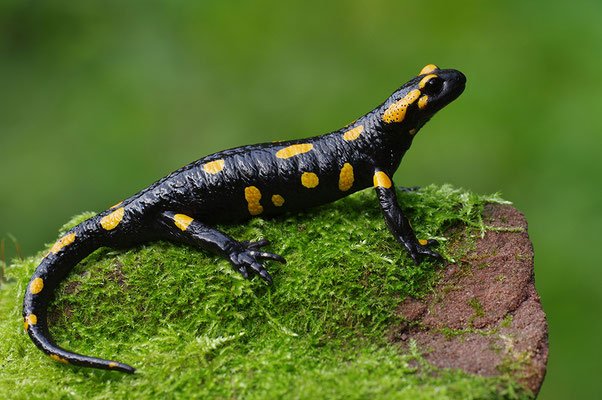 Feuersalamander