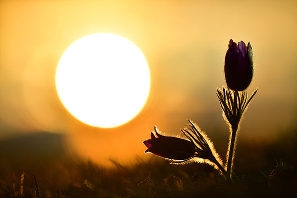 Küchenschelle im Abendlicht