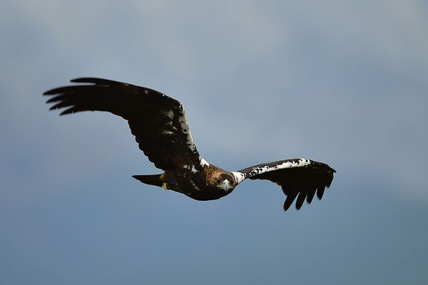 Kaiseradler