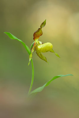 Frauenschuh