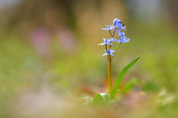 Blaustern