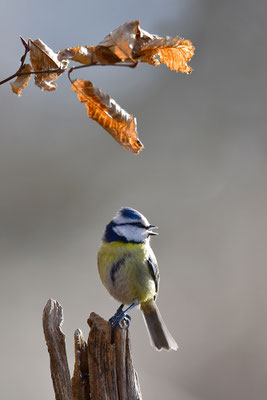 Blaumeise