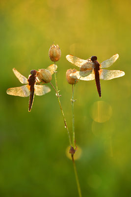 Feuerlibelle Männchen