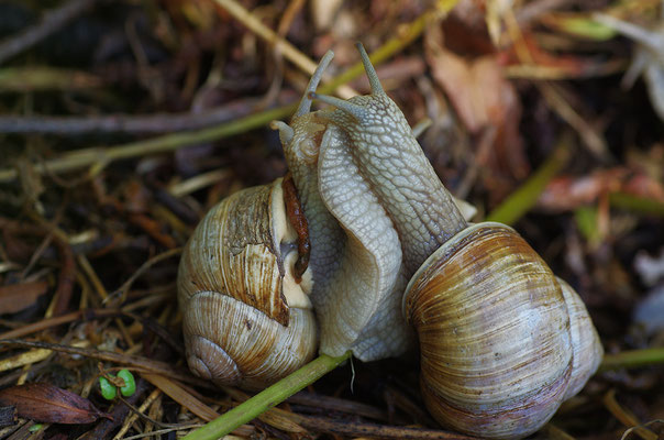 Weinbergschnecke Paarung