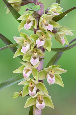 Violette Stendelwurz