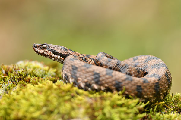 Aspisviper