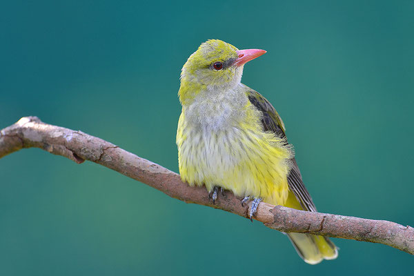 Pirol Weibchen
