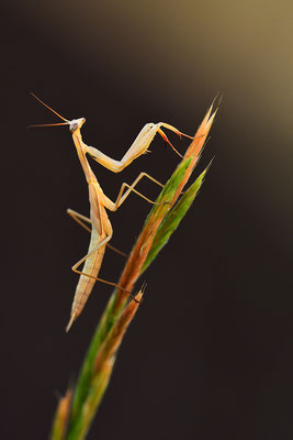 Gottesanbeterin subadult