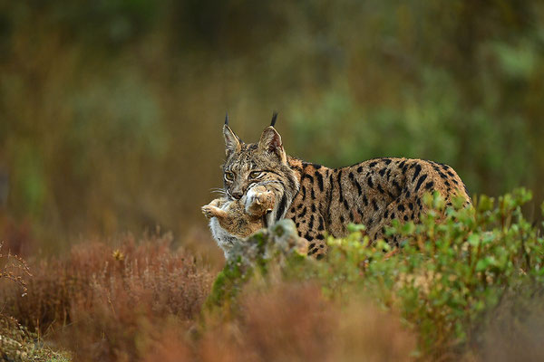 Pardelluchs mit erbeutetem Kaninchen