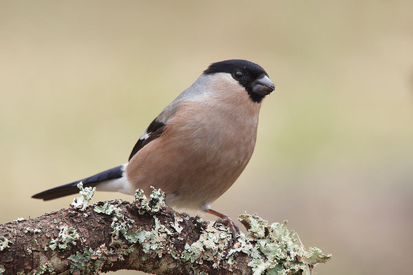 Dompfaff Weibchen