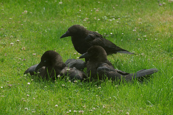 Rabenkrähe