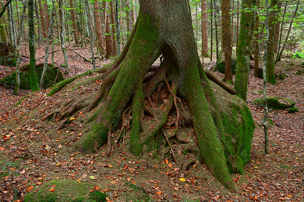 Urwald Bayrischer Wald