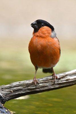 Dompfaff Männchen