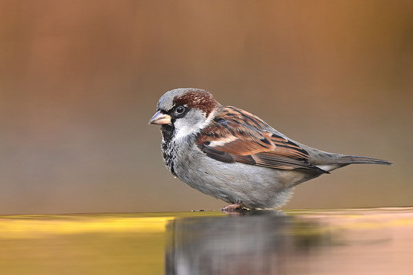 Haussperling