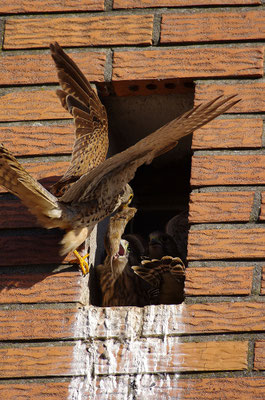 Turmfalke Weibchen mit Jungen am Nest