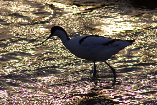 Säbelschnäbler im Abendlicht