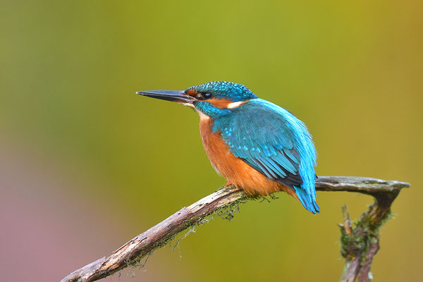 Eisvogel Männchen