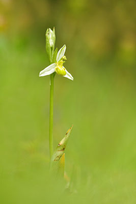 Gelbe Bienenragwurz flavescens