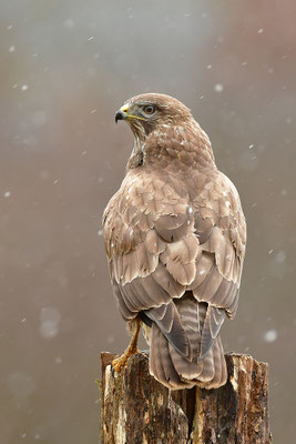 Mäusebussard
