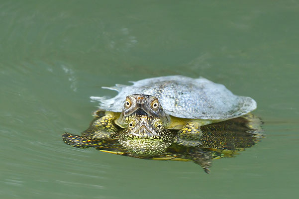 Europäische Sumpfschildkröte Paarung