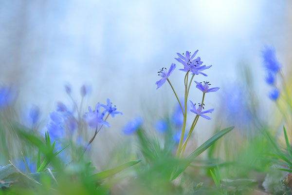 Blaustern