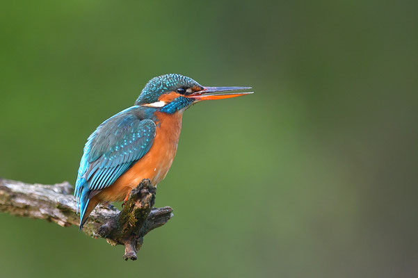 Eisvogel Weibchen