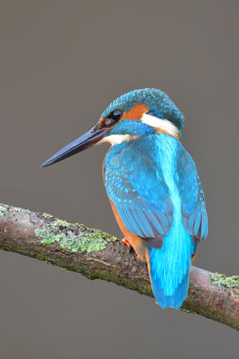 Eisvogel