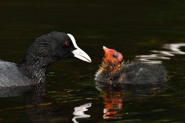 Blässralle Jungvogel
