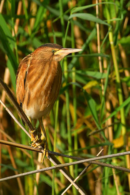 Zwergdommel Jungvogel