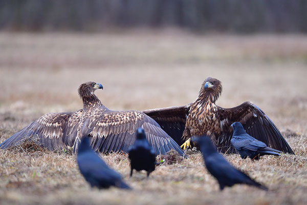 Seeadler kämpfend