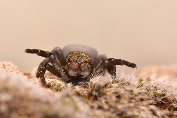 Rote Röhrenspinne, Weibchen