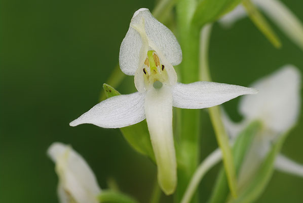 Weiße Waldhyazinthe Detail