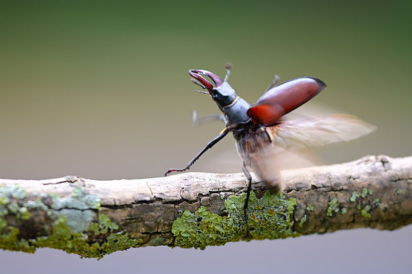 Hirschkäfer im Abflug