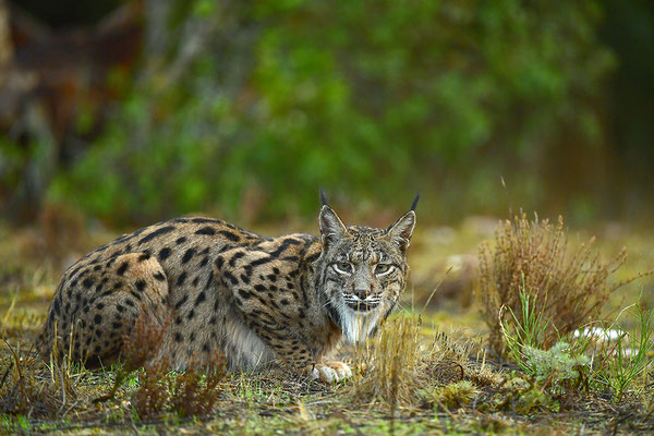 Pardelluchs