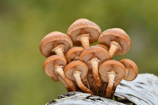 Stockschwämmchen
