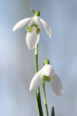 Schneeglöckchen