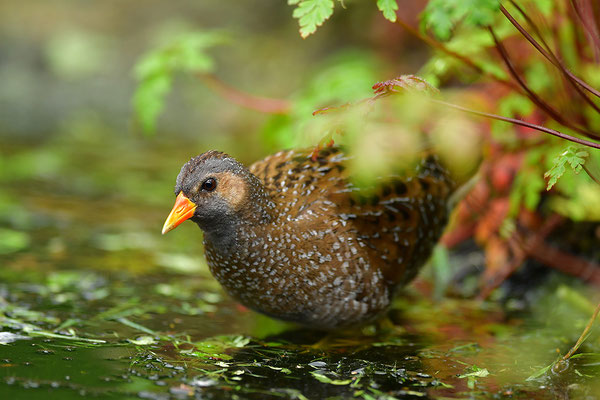 Tüpfelsumpfhuhn
