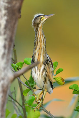 Zwergdommel Jungvogel