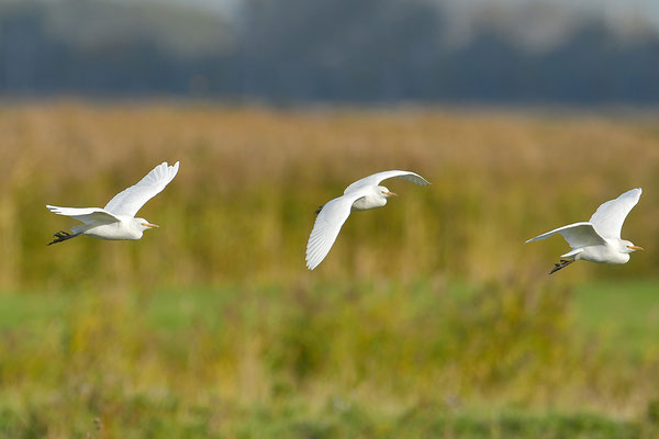 Kuhreiher im Flug
