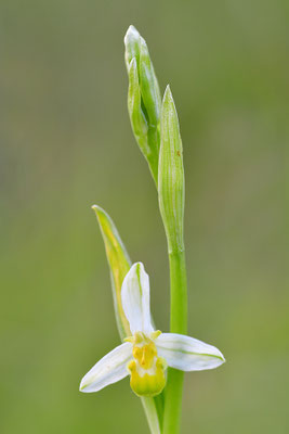 Gelbe Bienenragwurz flavescens