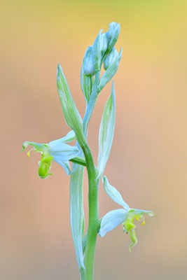 Gelbe Bienenragwurz flavescens