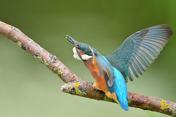 Eisvogel drohend