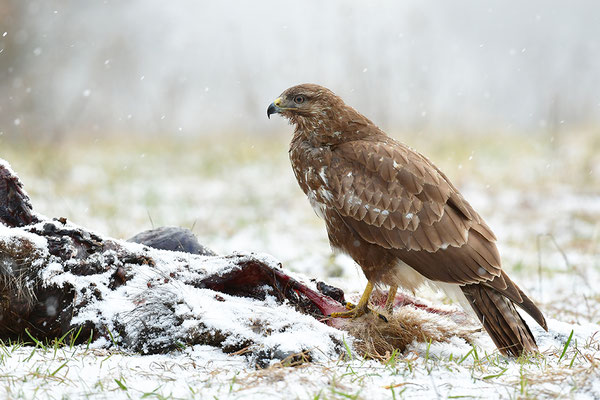 Mäusebussard