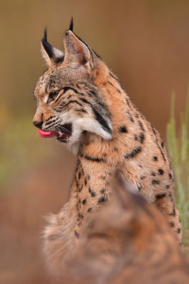 Pardelluchs