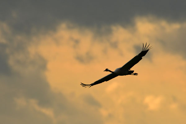 Kranich im Abendlicht