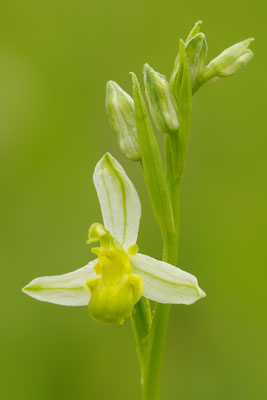 Gelbe Bienenragwurz flavescens