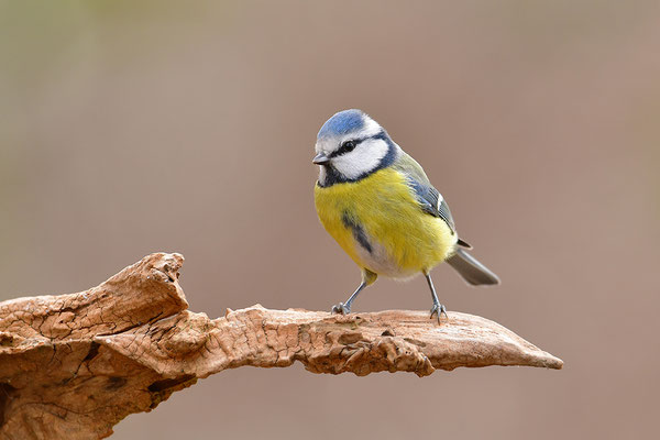 Blaumeise