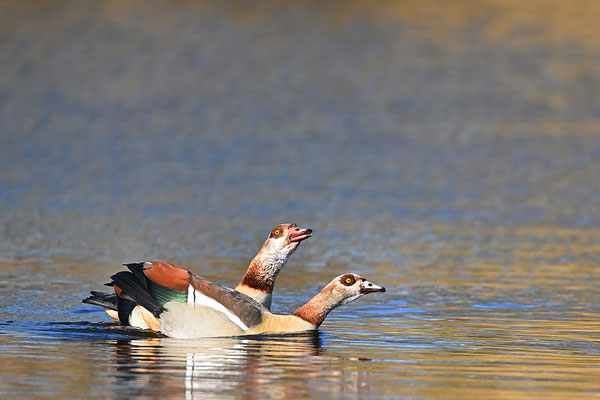 Nilgans Paar